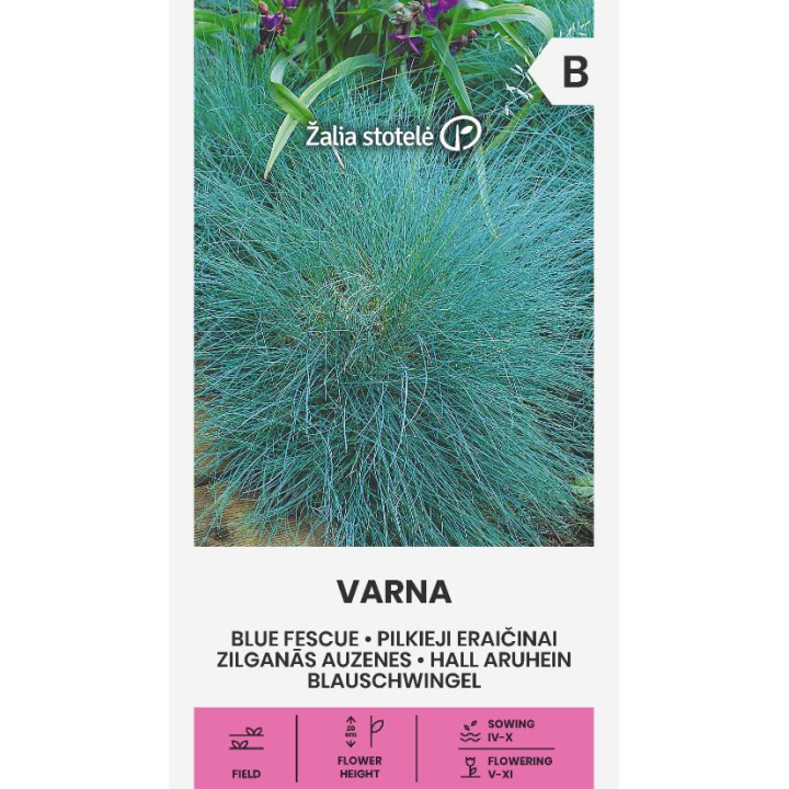 Festuca azul Varna - Sementes