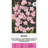Paniculada rosa - Sementes
