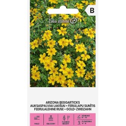 Bidens aurea - Sementes