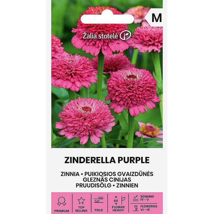 Sementes de Zinnia elegans, Zinia, juventude ou idade
