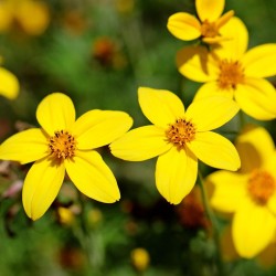 Bidens aurea - Sementes
