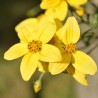 Bidens aurea - Sementes
