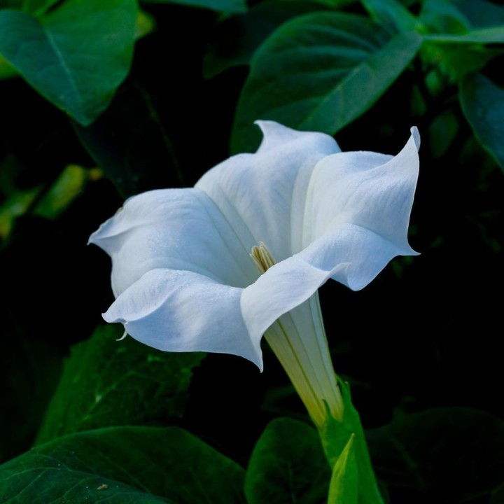 Datura inoxia - Sementes