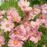 Cosmos Apricotta - Sementes