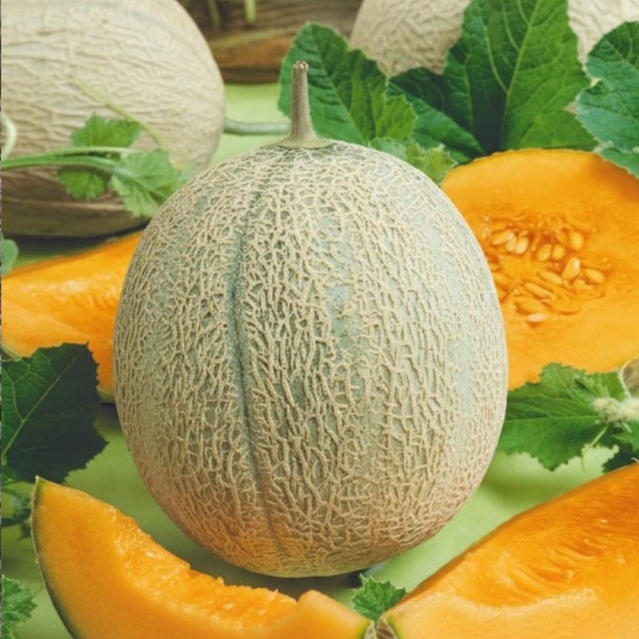 Melão Retato degli Ortolani - Sementes