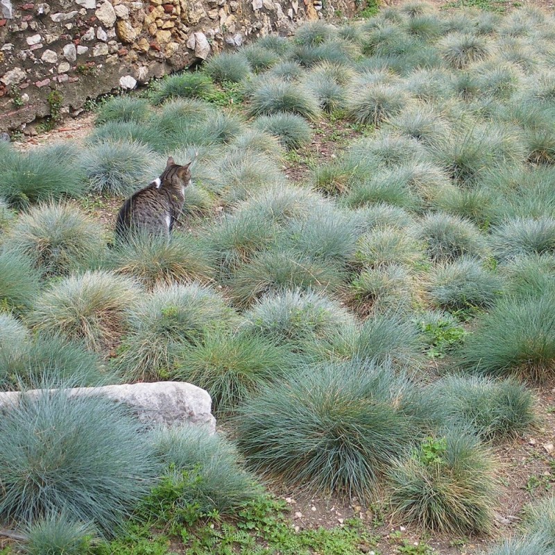 Festuca azul Varna - Sementes