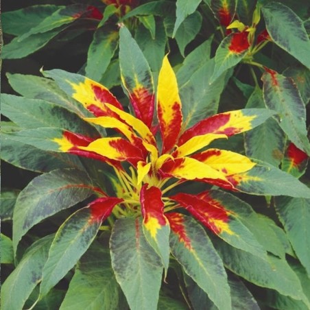 Amaranto Perfecta - Sementes