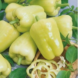Pimento doce Kvadry H - Sementes
