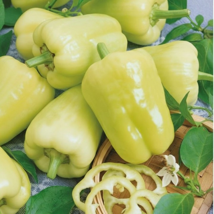 Pimento doce Kvadry H - Sementes
