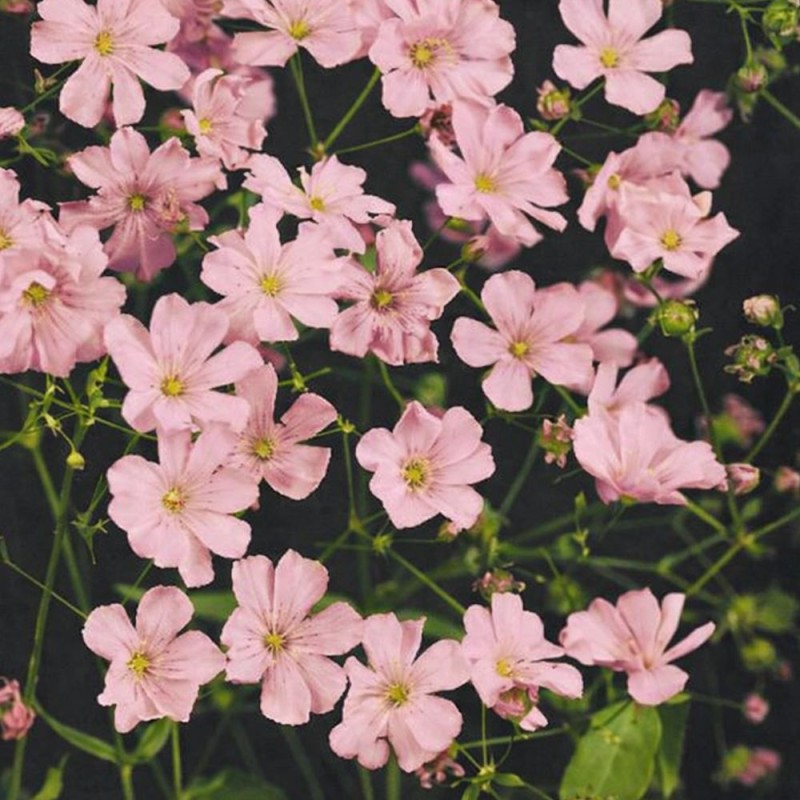 Paniculada rosa - Sementes