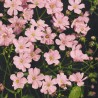 Paniculada rosa - Sementes