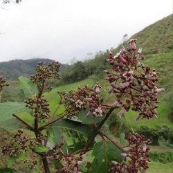 Quina vermelha - Sementes