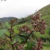 Quina vermelha - Sementes