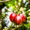 Tamarilho - Sementes
