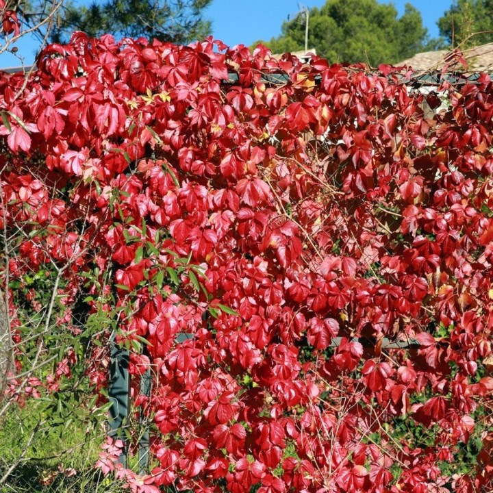 Sementes de Videira virgem (Parthenocissus tricuspidata)