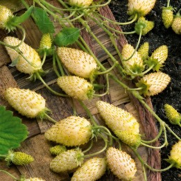 Morango silvestre Yellow Cream - Sementes