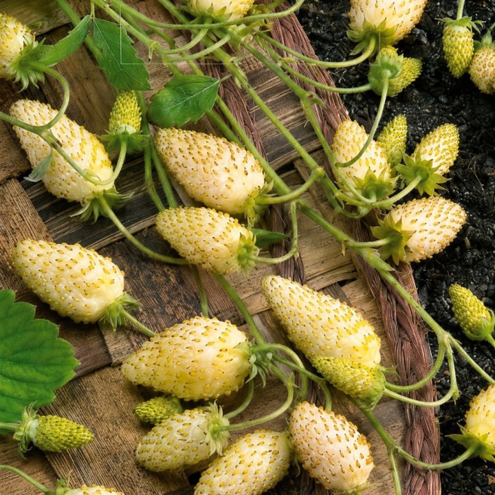 Morango silvestre Yellow Cream - Sementes
