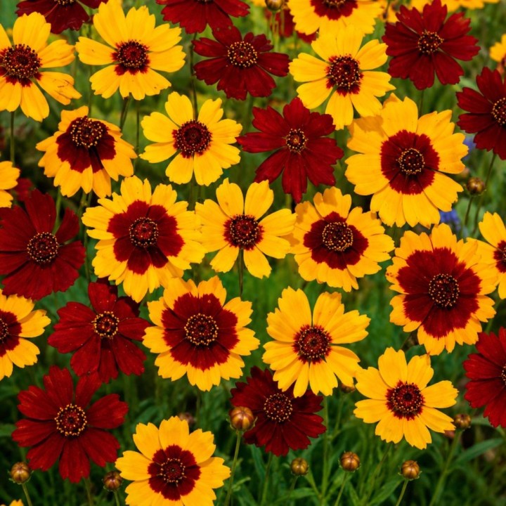 Coreopsis Mix - Sementes