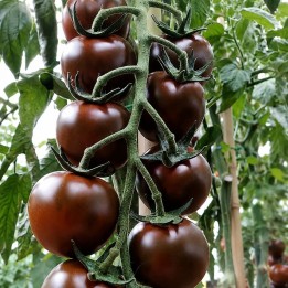 Tomate, Luther H - Sementes
