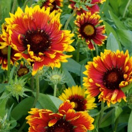 Gaillardia aristata - Sementes
