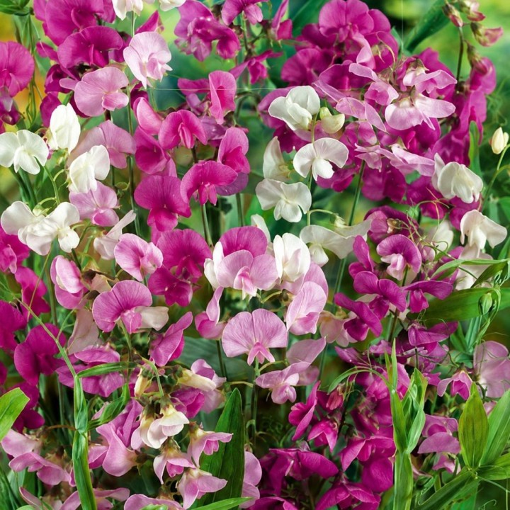Ervilha-de-cheiro perene, Pink Pearl - Sementes