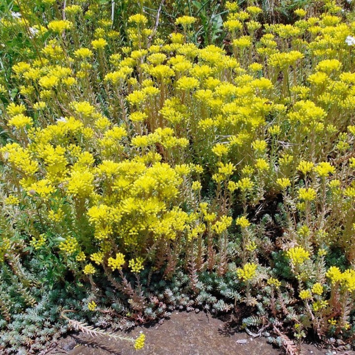 Sedum reflexum - Sementes