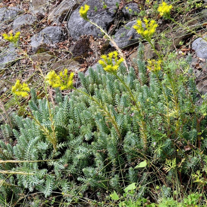 Sedum reflexum - Sementes