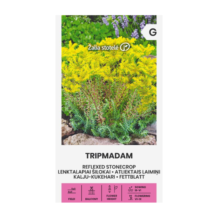 Sedum reflexum - Sementes
