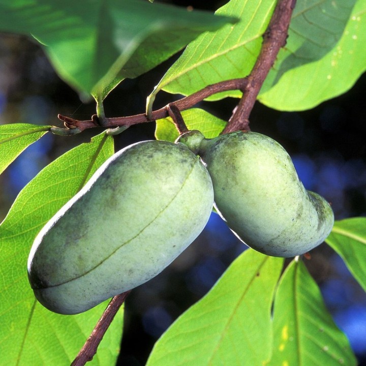 Pawpaw - Planta