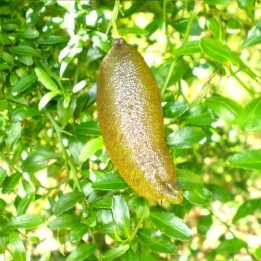 Plantas de Caviar de limão (Citrus australasica)