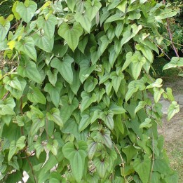 Inhame-da-china - Planta