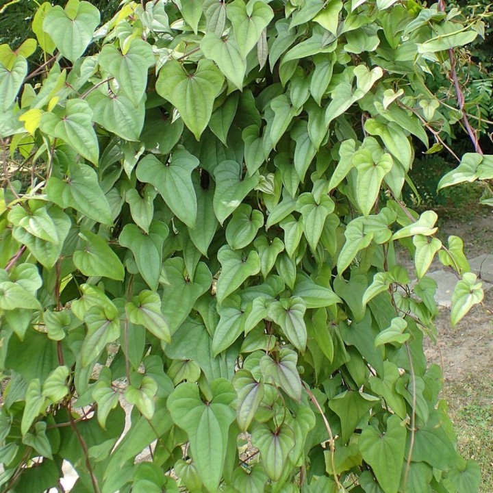 Inhame-da-china - Planta