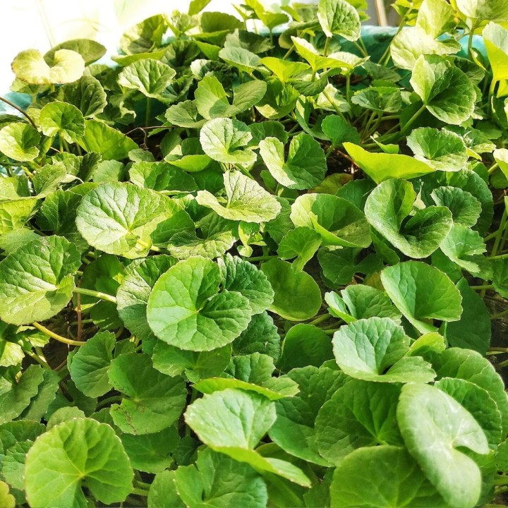 Plantas de Centella asiática gotu kola