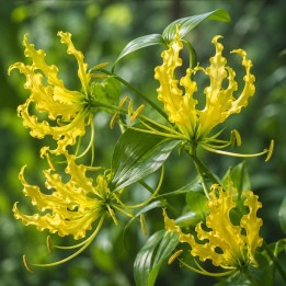 Gloriosa amarela - Planta - Sementes