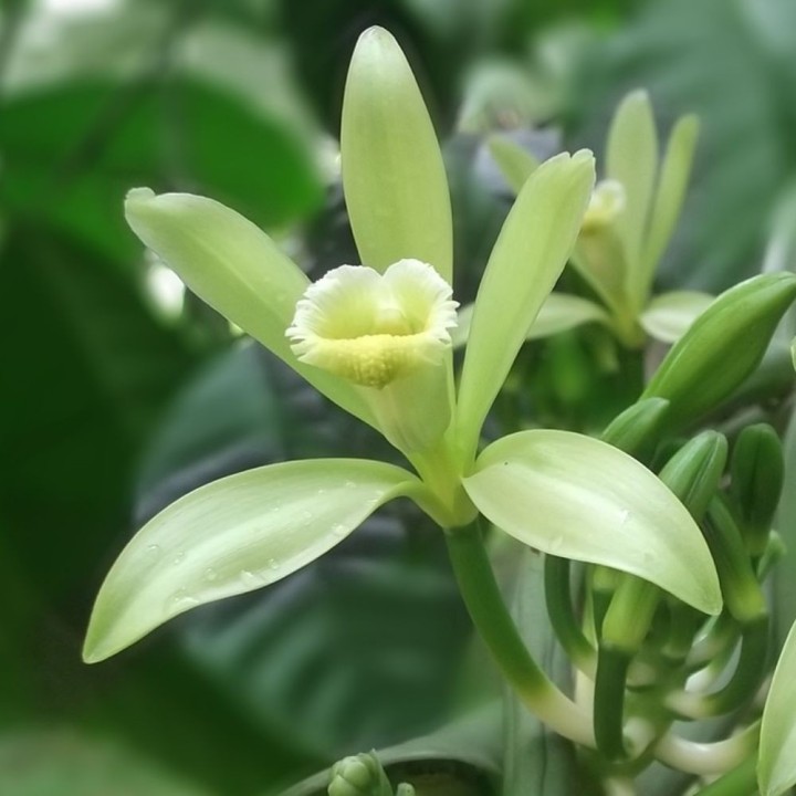 Orquídea-baunilha - Sementes