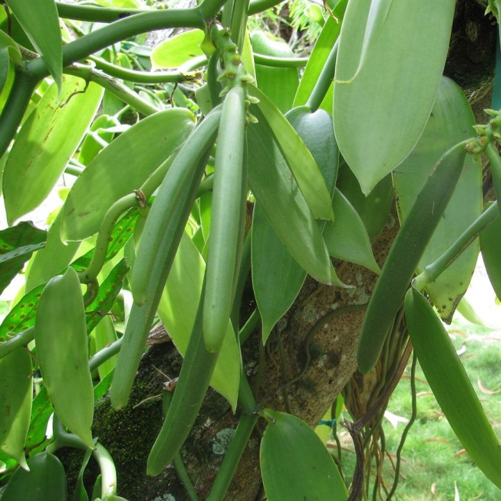 Orquídea-baunilha - Sementes