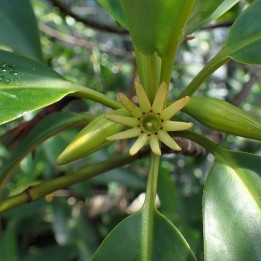 Mangue-laranja de rio - Sementes