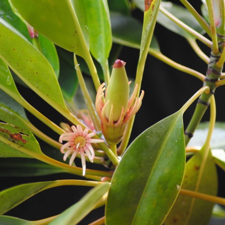 Mangue-laranja de rio - Sementes