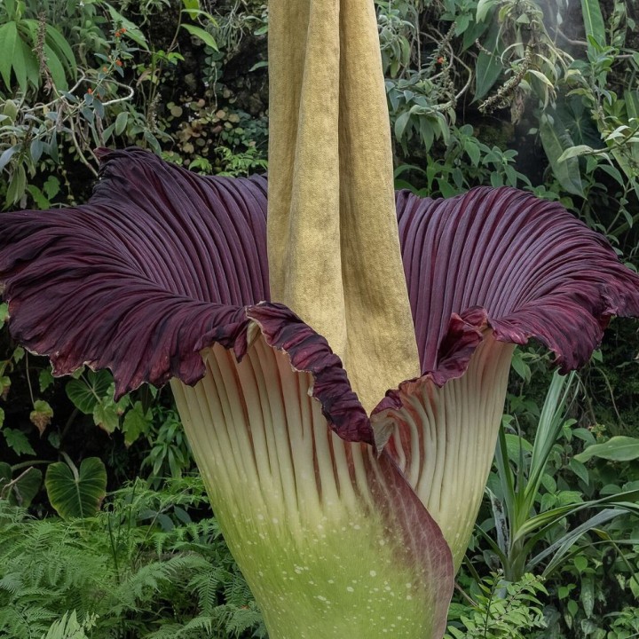 Amorphophallus titanum sementes