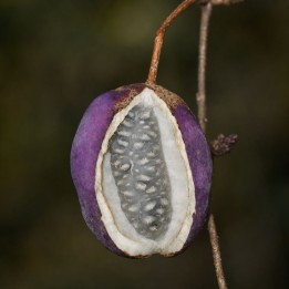 Akebia-de-três-folhas - Sementes