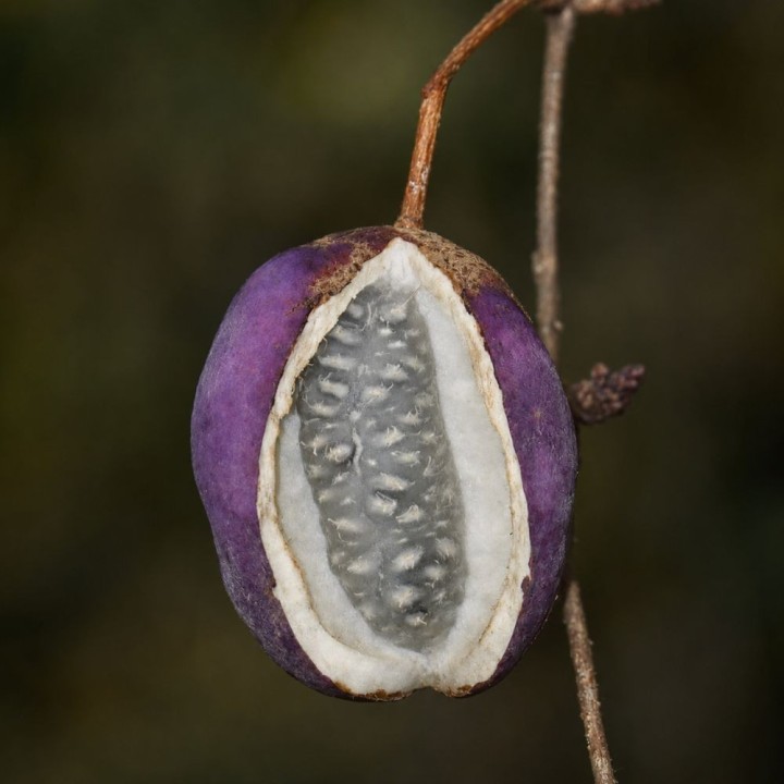 Akebia-de-três-folhas - Sementes