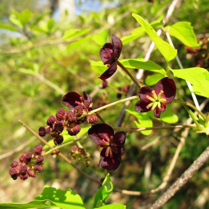 Akebia-de-três-folhas - Sementes