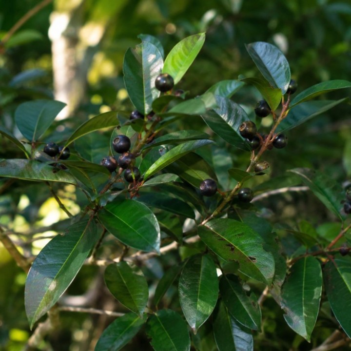 Ameixa-do-sul-da-Índia - Sementes