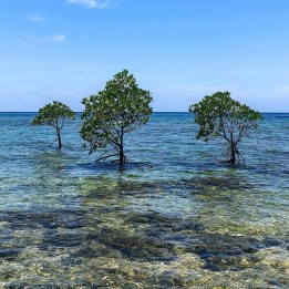 Mangue-manchado - Sementes