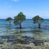 Mangue-manchado - Sementes