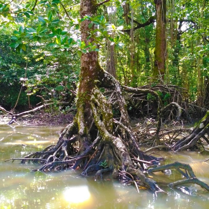 Mangue-manchado - Sementes