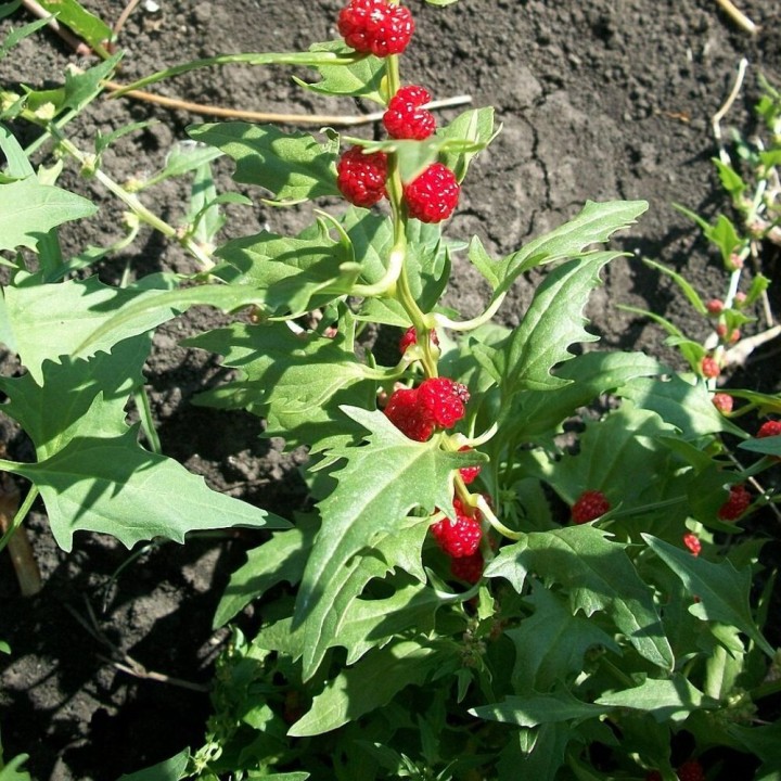 Espinafre-morango - Sementes