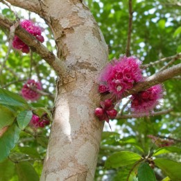 Syzygium versteegii - Sementes