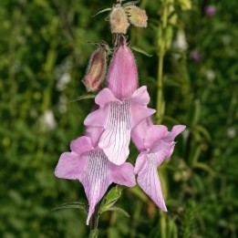Dedaleira-sul-africana - Sementes