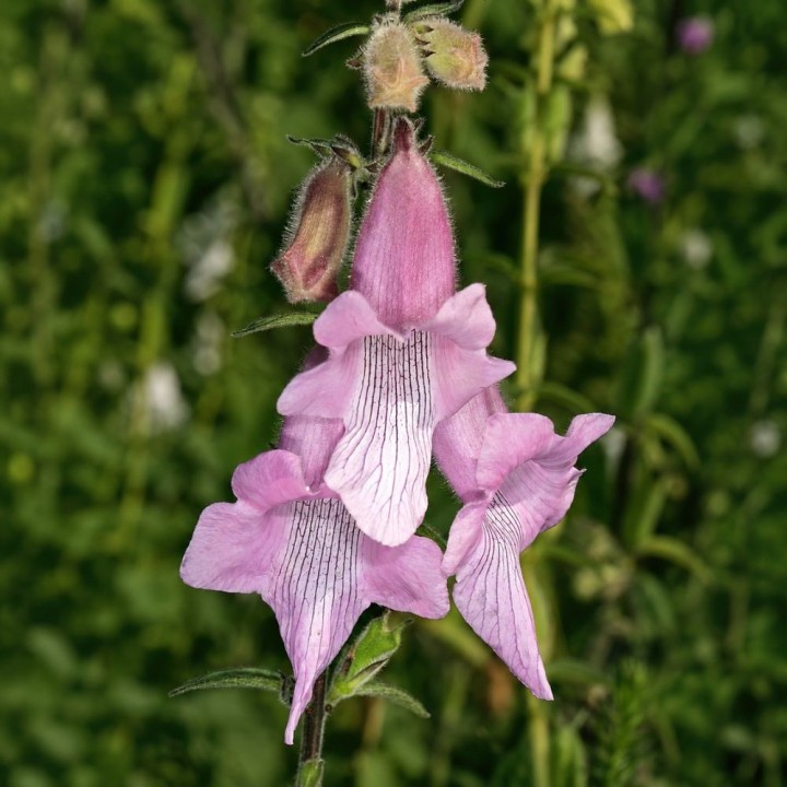 Dedaleira-sul-africana - Sementes